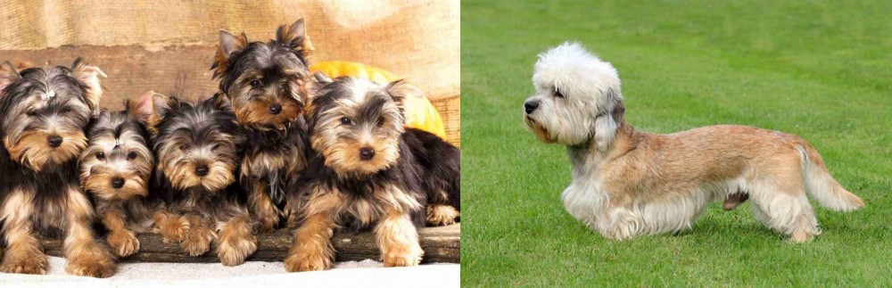 Dandie Dinmont Terrier vs Yorkshire Terrier - Breed Comparison