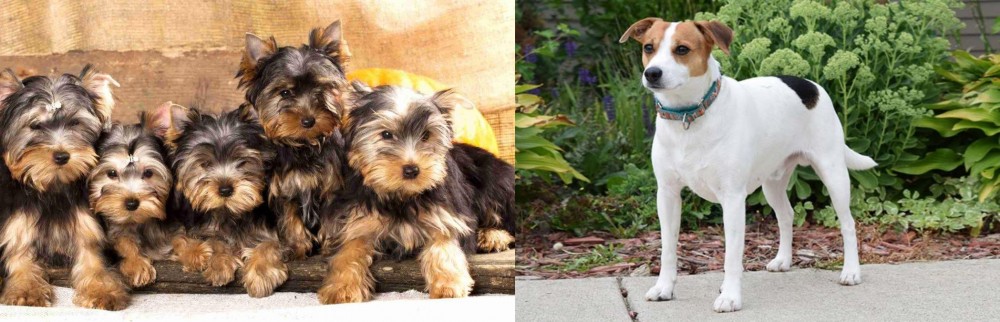 Danish Swedish Farmdog vs Yorkshire Terrier - Breed Comparison