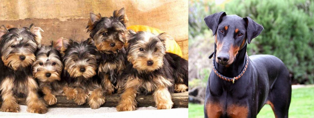 Doberman Pinscher vs Yorkshire Terrier - Breed Comparison