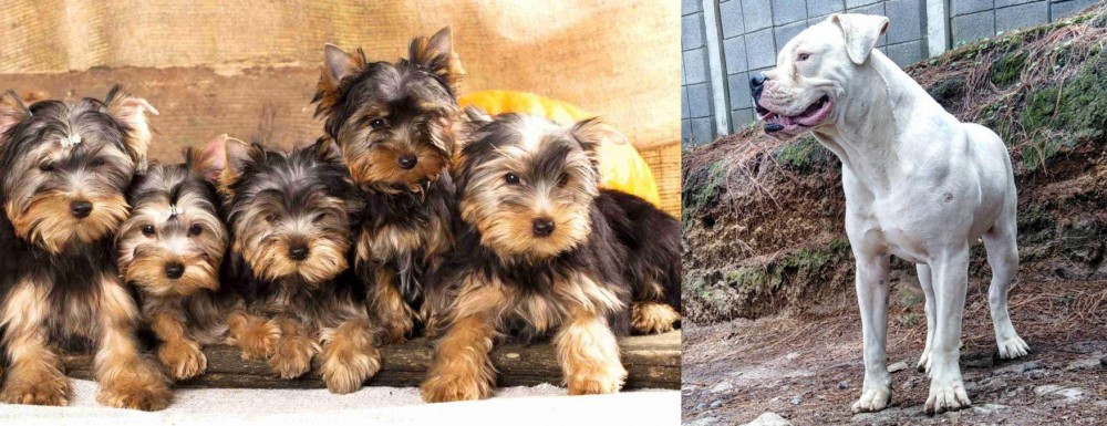 Dogo Guatemalteco vs Yorkshire Terrier - Breed Comparison