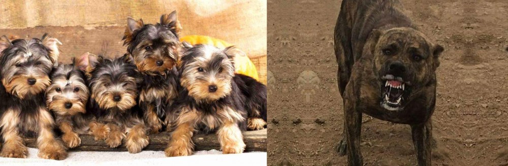 Dogo Sardesco vs Yorkshire Terrier - Breed Comparison