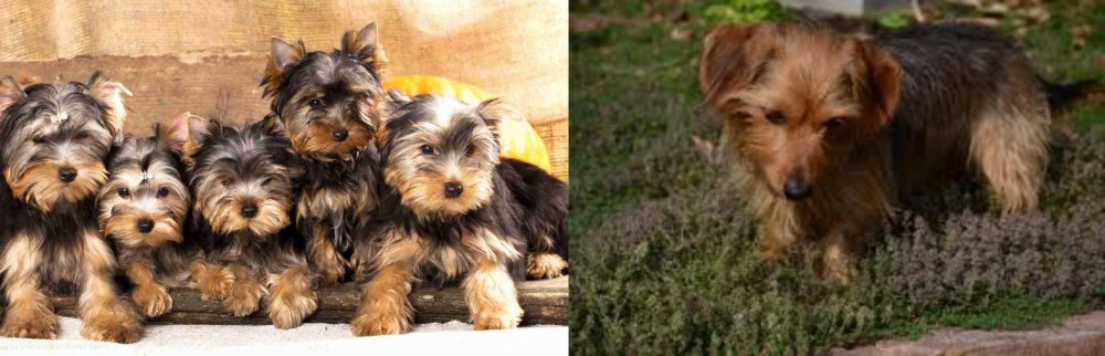 Dorkie vs Yorkshire Terrier - Breed Comparison