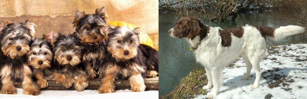 Drentse Patrijshond vs Yorkshire Terrier - Breed Comparison