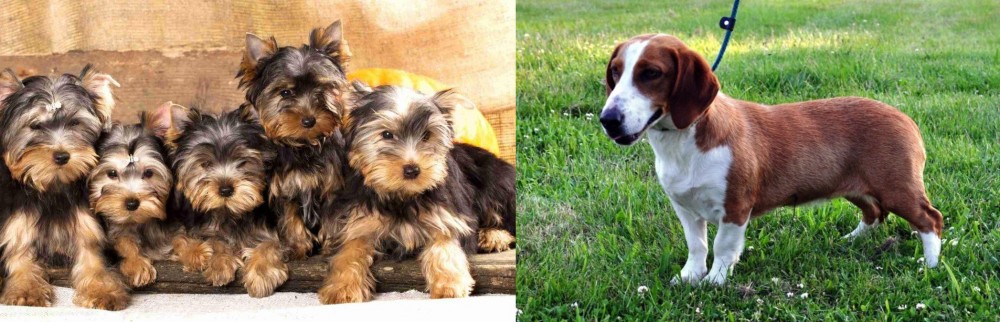 Drever vs Yorkshire Terrier - Breed Comparison