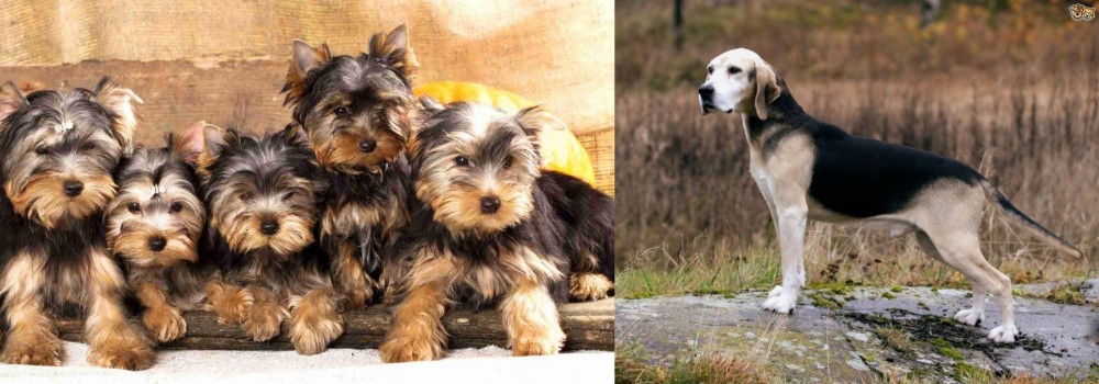Dunker vs Yorkshire Terrier - Breed Comparison