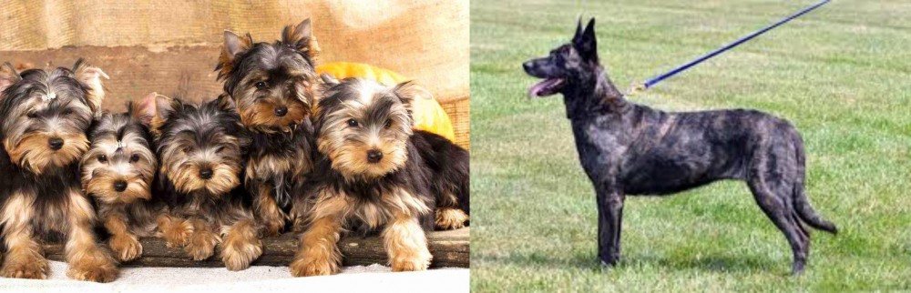 Dutch Shepherd vs Yorkshire Terrier - Breed Comparison