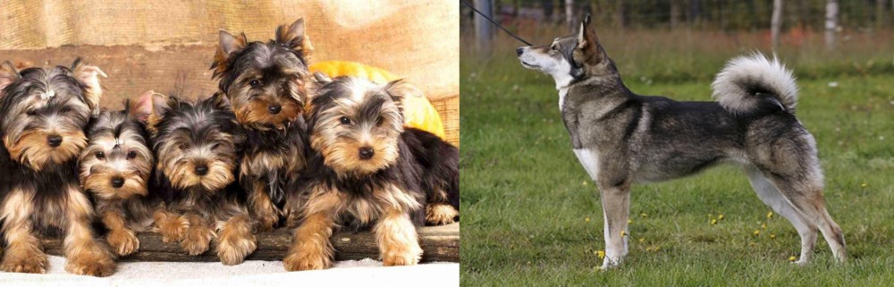 East Siberian Laika vs Yorkshire Terrier - Breed Comparison