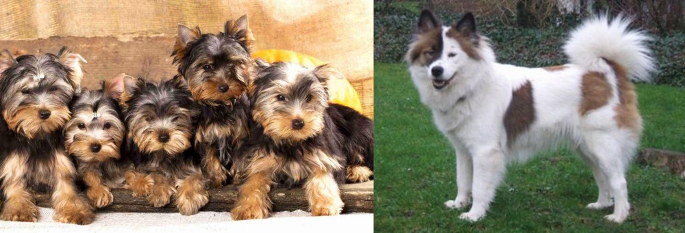 Elo vs Yorkshire Terrier - Breed Comparison