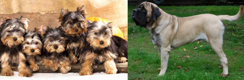 English Mastiff vs Yorkshire Terrier - Breed Comparison