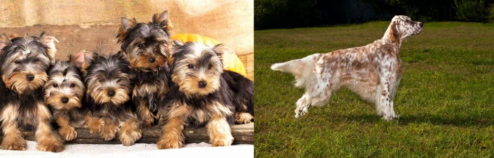 English Setter vs Yorkshire Terrier - Breed Comparison