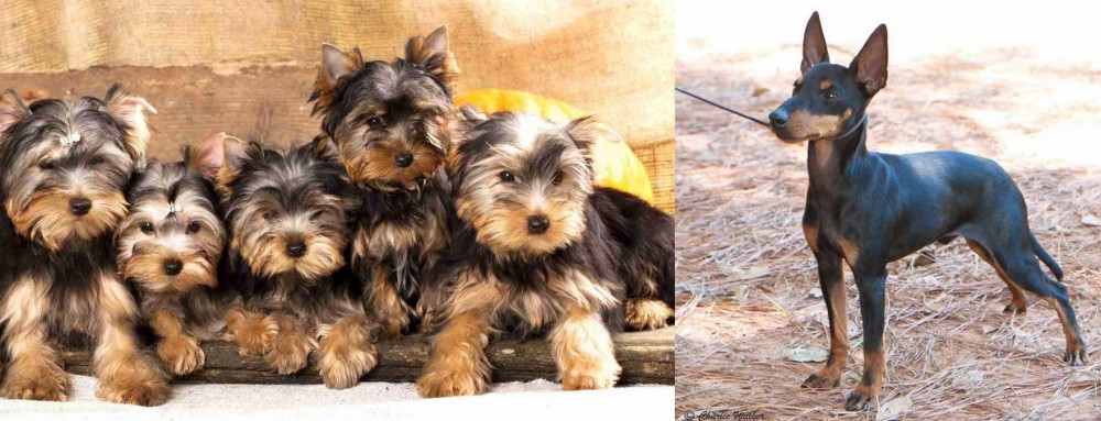 English Toy Terrier (Black & Tan) vs Yorkshire Terrier - Breed Comparison