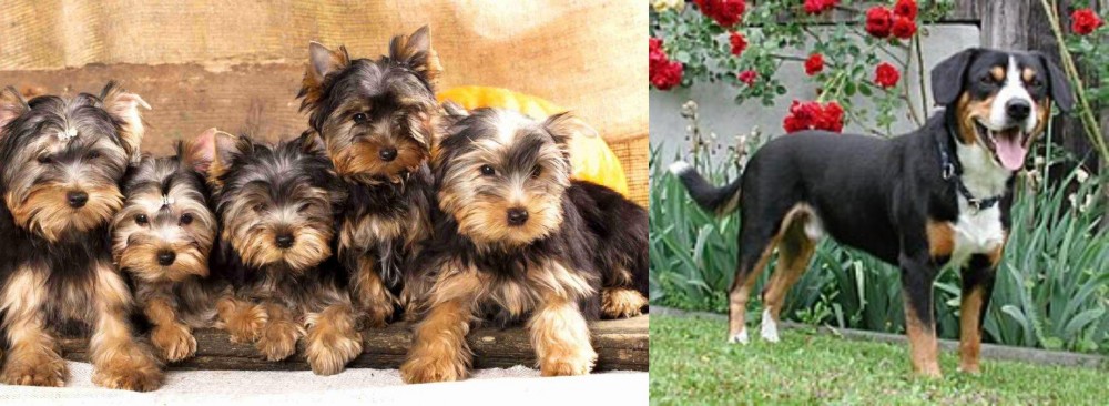 Entlebucher Mountain Dog vs Yorkshire Terrier - Breed Comparison