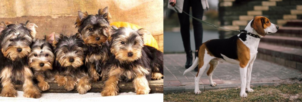 Estonian Hound vs Yorkshire Terrier - Breed Comparison