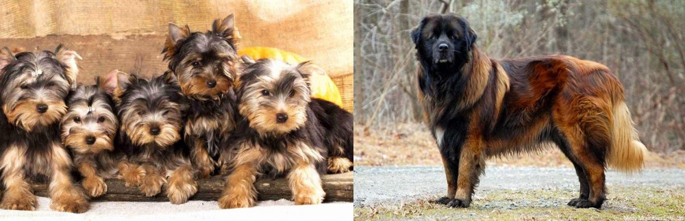Estrela Mountain Dog vs Yorkshire Terrier - Breed Comparison
