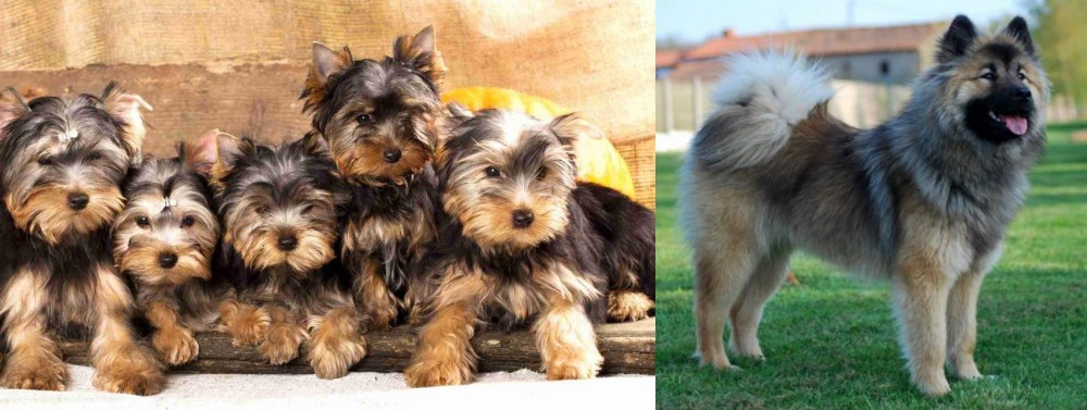 Eurasier vs Yorkshire Terrier - Breed Comparison