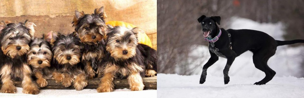 Eurohound vs Yorkshire Terrier - Breed Comparison