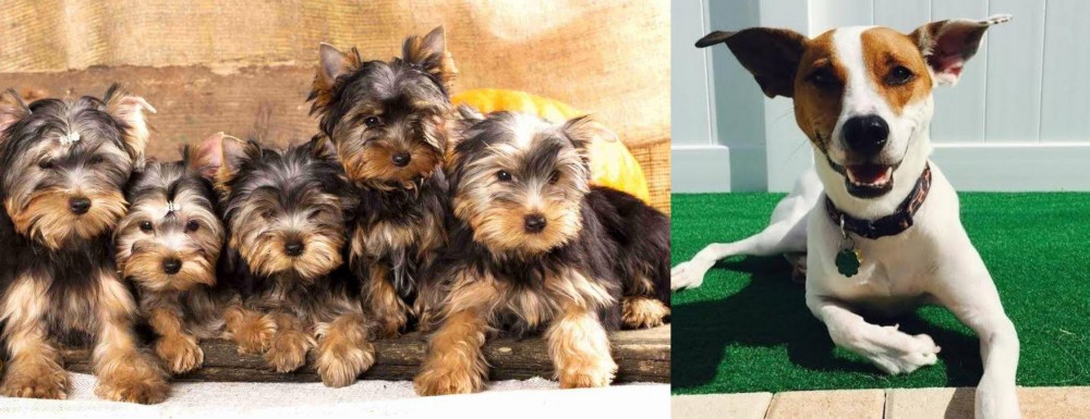 Feist vs Yorkshire Terrier - Breed Comparison