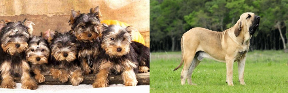 Fila Brasileiro vs Yorkshire Terrier - Breed Comparison