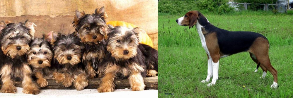 Finnish Hound vs Yorkshire Terrier - Breed Comparison