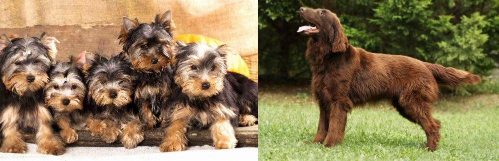 Flat-Coated Retriever vs Yorkshire Terrier - Breed Comparison
