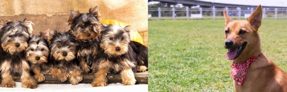 Formosan Mountain Dog vs Yorkshire Terrier - Breed Comparison