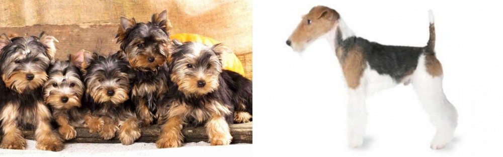 Fox Terrier vs Yorkshire Terrier - Breed Comparison