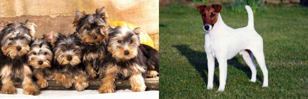 Fox Terrier (Smooth) vs Yorkshire Terrier - Breed Comparison