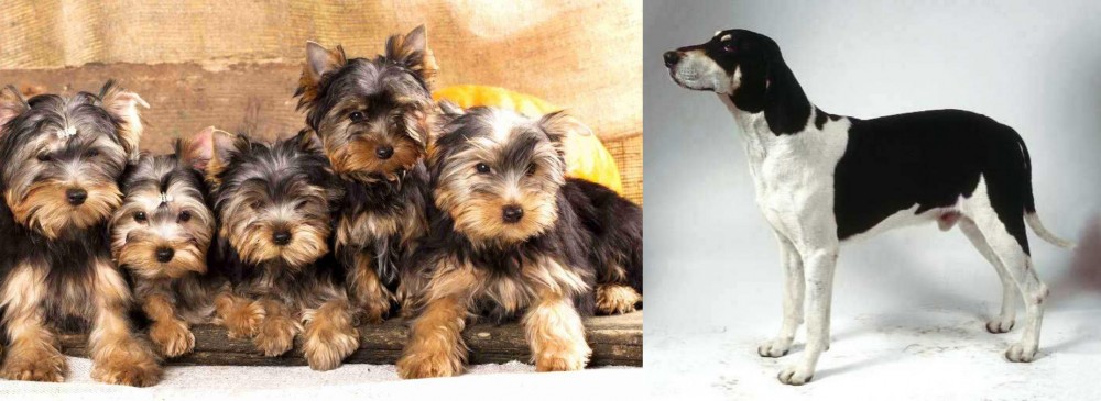 Francais Blanc et Noir vs Yorkshire Terrier - Breed Comparison