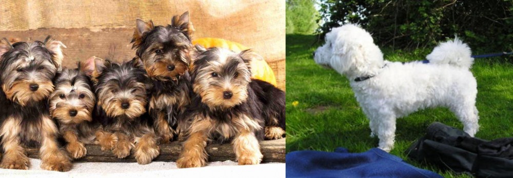 Franzuskaya Bolonka vs Yorkshire Terrier - Breed Comparison