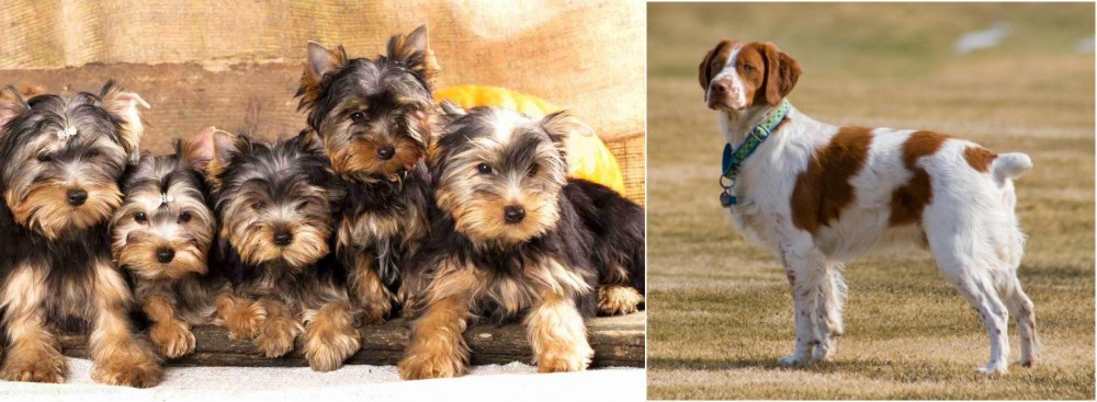 French Brittany vs Yorkshire Terrier - Breed Comparison