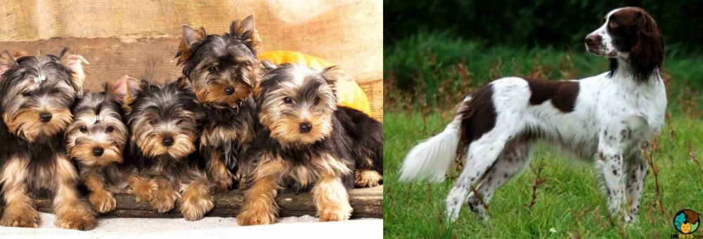 French Spaniel vs Yorkshire Terrier - Breed Comparison