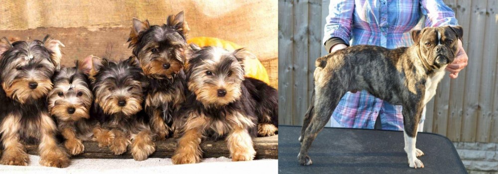 Fruggle vs Yorkshire Terrier - Breed Comparison