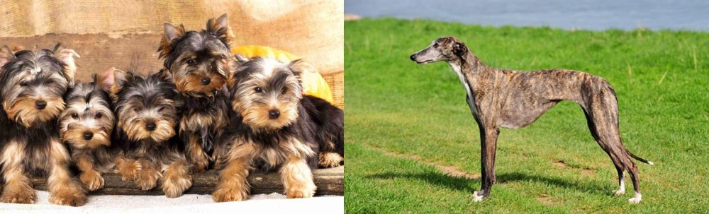 Galgo Espanol vs Yorkshire Terrier - Breed Comparison