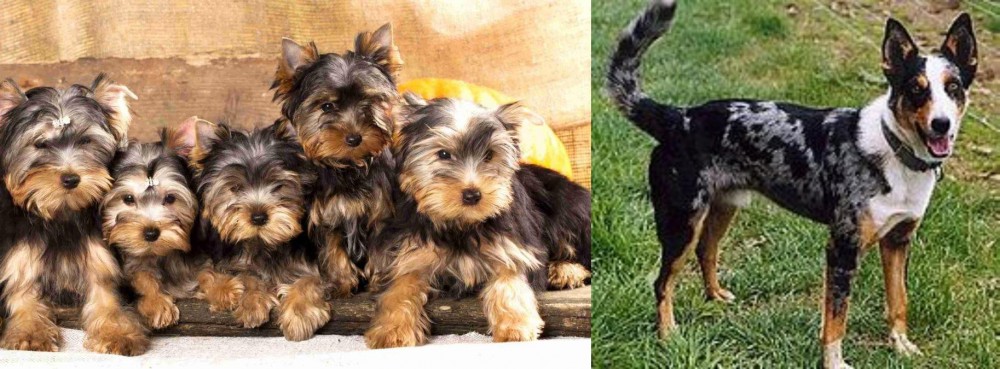 German Coolie vs Yorkshire Terrier - Breed Comparison