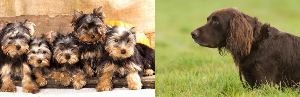German Longhaired Pointer vs Yorkshire Terrier - Breed Comparison