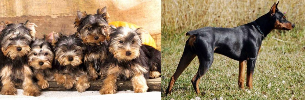 German Pinscher vs Yorkshire Terrier - Breed Comparison