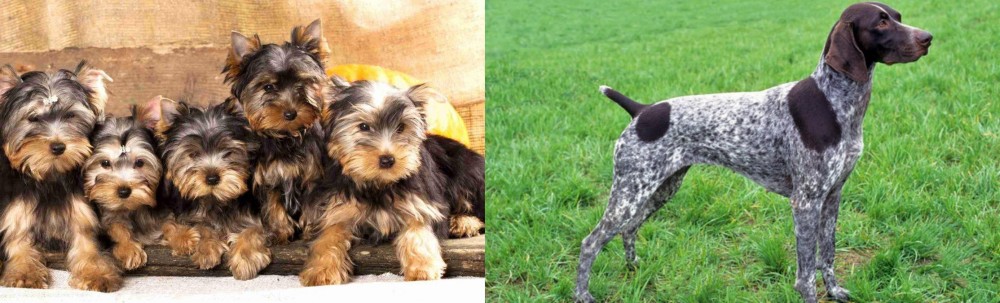 German Shorthaired Pointer vs Yorkshire Terrier - Breed Comparison
