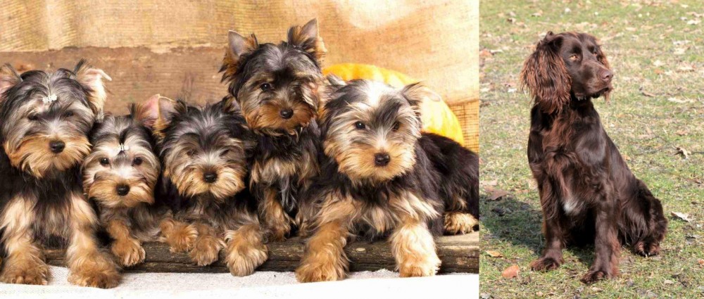 German Spaniel vs Yorkshire Terrier - Breed Comparison
