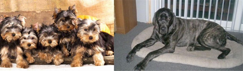 Giant Maso Mastiff vs Yorkshire Terrier - Breed Comparison