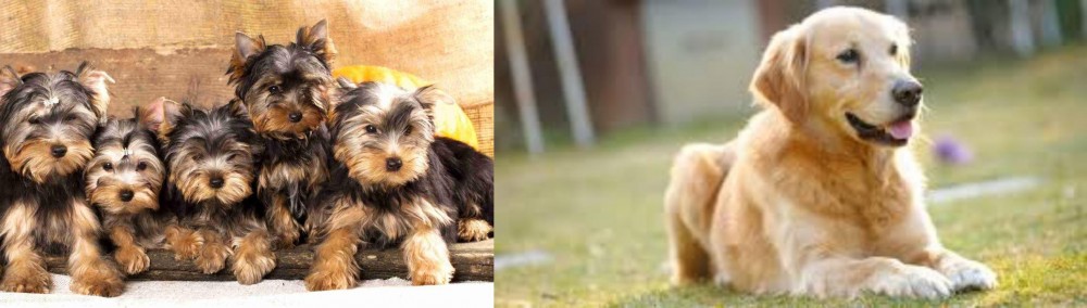 Goldador vs Yorkshire Terrier - Breed Comparison