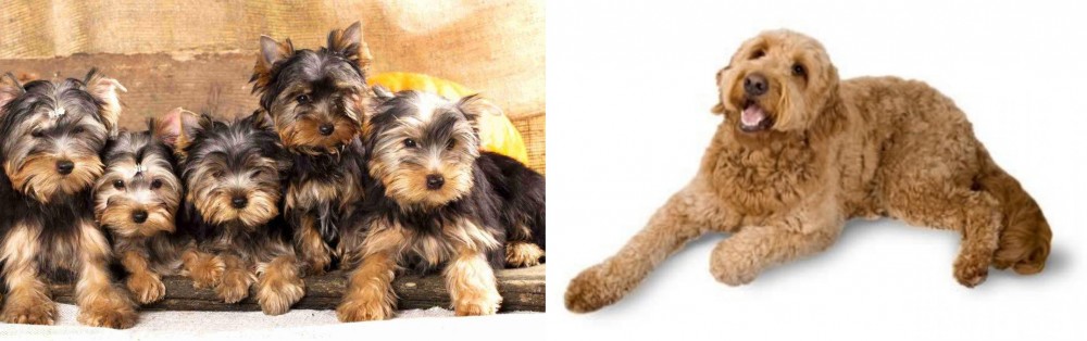 Golden Doodle vs Yorkshire Terrier - Breed Comparison