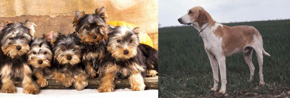 Grand Anglo-Francais Blanc et Orange vs Yorkshire Terrier - Breed Comparison
