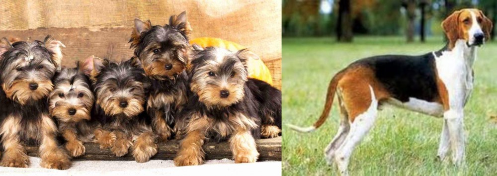 Grand Anglo-Francais Tricolore vs Yorkshire Terrier - Breed Comparison