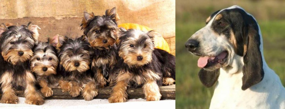 Grand Gascon Saintongeois vs Yorkshire Terrier - Breed Comparison