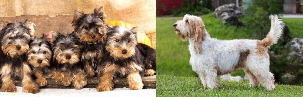 Grand Griffon Vendeen vs Yorkshire Terrier - Breed Comparison