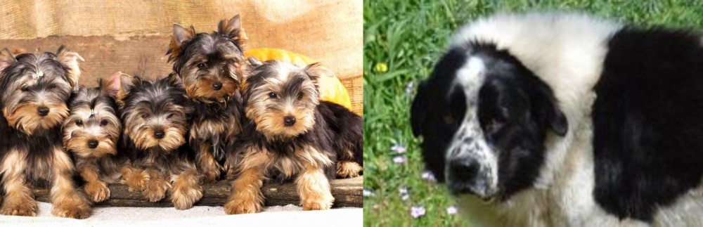Greek Sheepdog vs Yorkshire Terrier - Breed Comparison