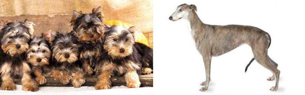 Greyhound vs Yorkshire Terrier - Breed Comparison