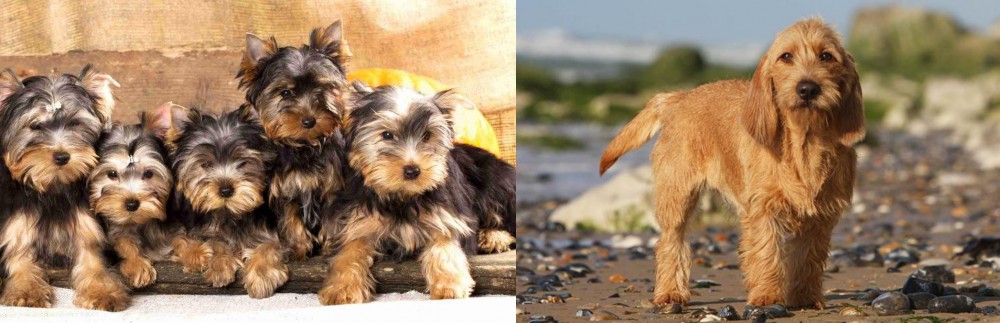 Griffon Fauve de Bretagne vs Yorkshire Terrier - Breed Comparison