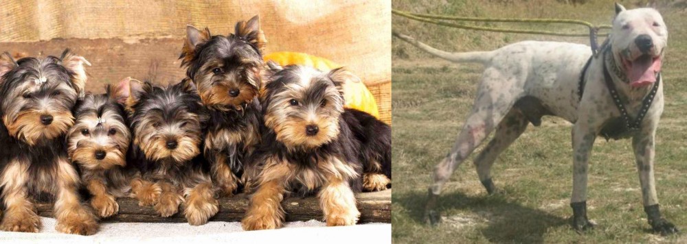 Gull Dong vs Yorkshire Terrier - Breed Comparison