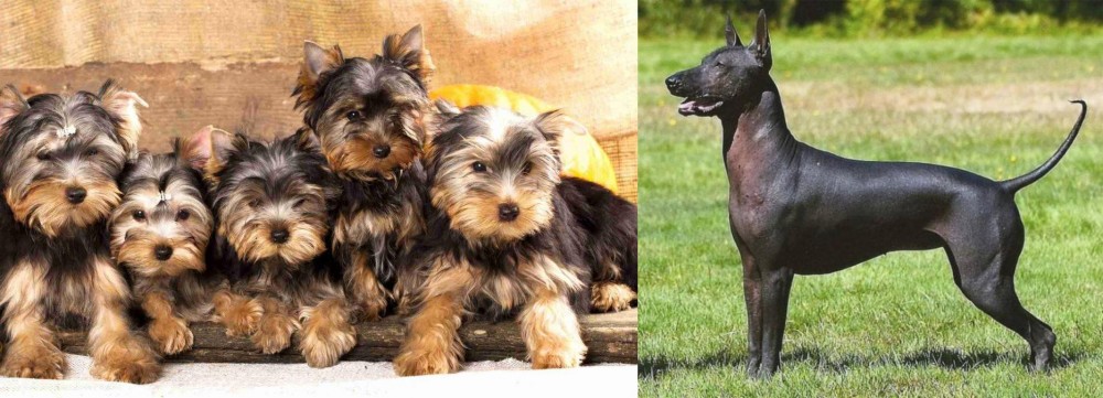 Hairless Khala vs Yorkshire Terrier - Breed Comparison